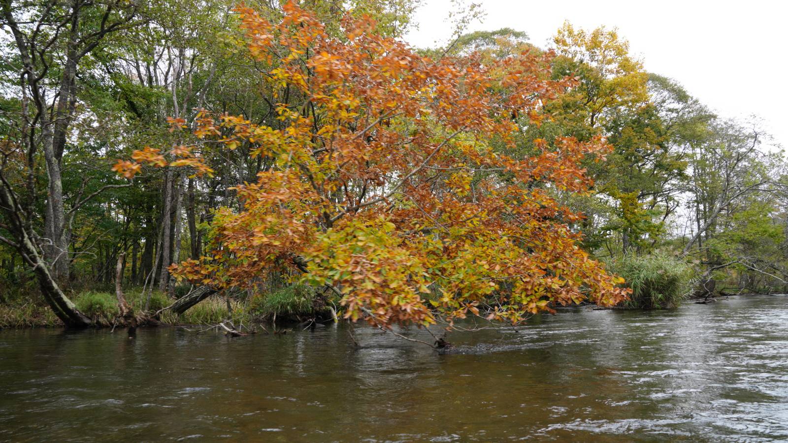 紅葉した木が水面に枝を伸ばす、秋の水辺
