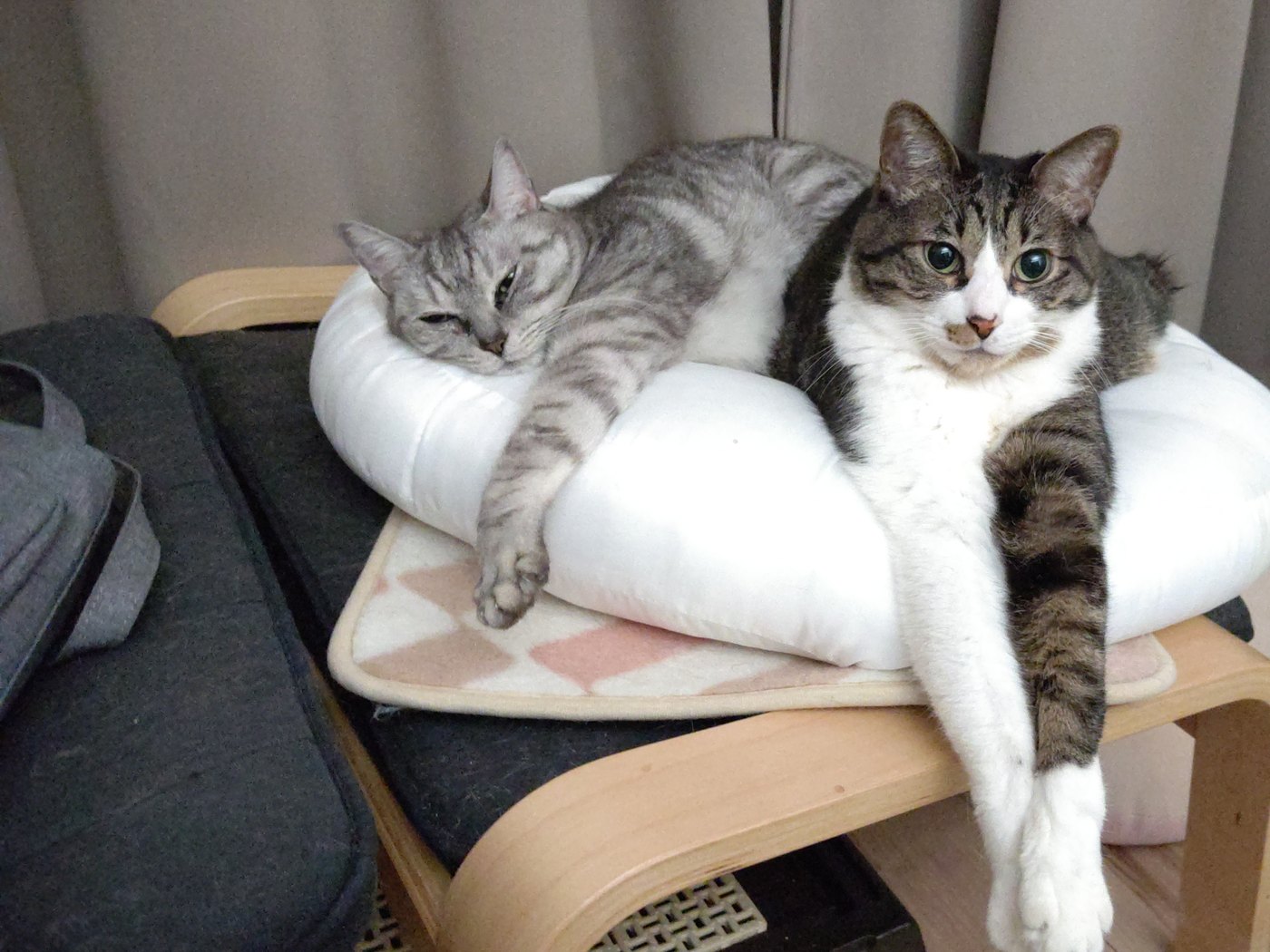 白いクッションの上でくつろぐ2匹の猫。左がシルバーの縞のこまち、右がキジトラ白のはやて