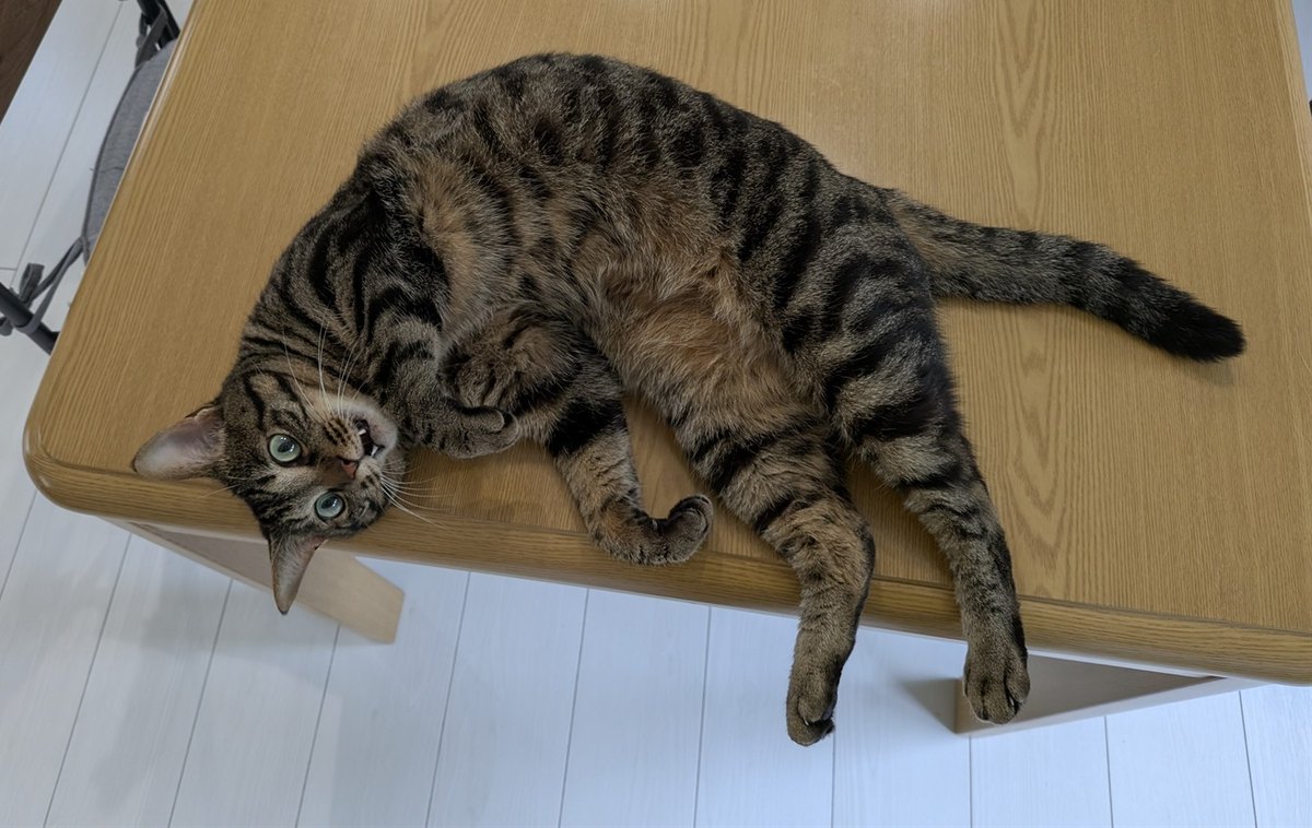 机の上にごろんと寝転んで、こちらを見上げるキジトラのみずほ