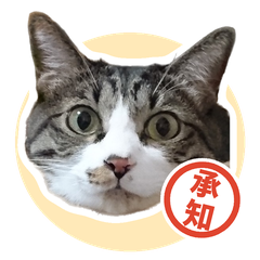 スタンプ「ねこ事務員のていねいなお返事」のメイン画像。キジトラ白の猫の顔写真に「承知」の印